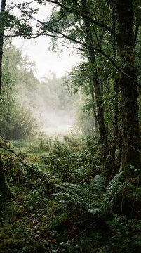 Misty autumn forest with moss covered trees and fern undergrowth. Ethereal woodland path creating a cinematic atmosphere for book cover, travel, wellness, or music artwork.