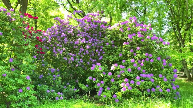Colorful flowers bloom in a park during spring