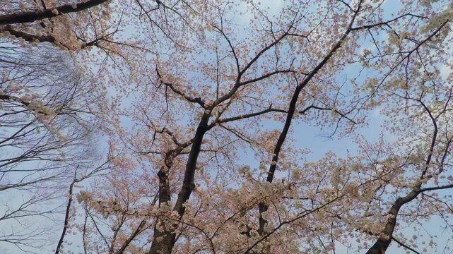 桜の下を歩く