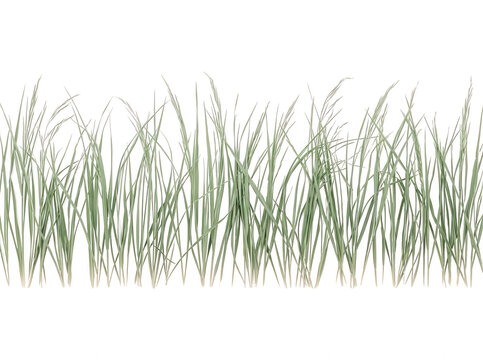 Un ciuffo di erba verde naturale isolato su sfondo bianco, perfetto per progetti di design grafico, composizioni digitali e fotoritocco professionale con spazio di copia.
