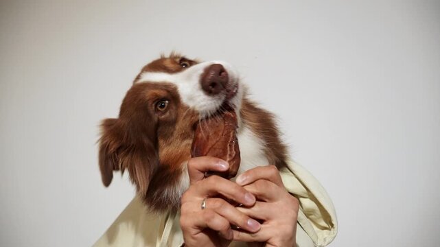 Red tricolor Australian Shepherd gnaws a dried pig ear held in human hands. Humorous pet chew footage for natural snacks, dental care and product advertising