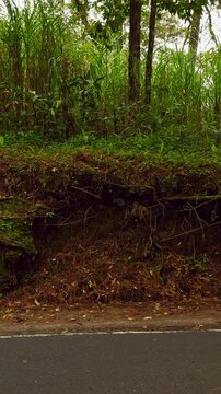 Vertical video. Exposed Tree Roots and Moss Covered Forest Embankment Beside Quiet Tropical Roadway