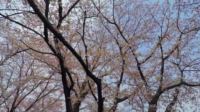 桜の下を歩く