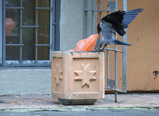 Naklejka premium Sitting on a concrete trash urn, a crow pulls an orange plastic bag out of it, flapping its wings