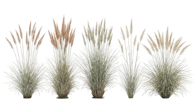 Set di cinque diverse piante di erba ornamentale pampas con pennacchi soffici isolati su sfondo bianco, ideali per composizioni paesaggistiche e design architettonico esterno.