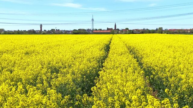 Bright yellow fields stretch across the landscape in springtime near a small village