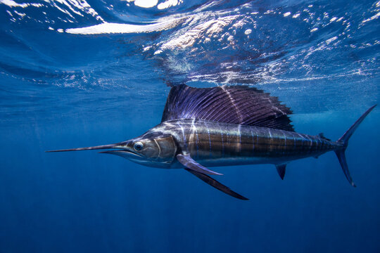 A sailfish swimming swiftly just below the ocean surface, sunlight glinting on its body.