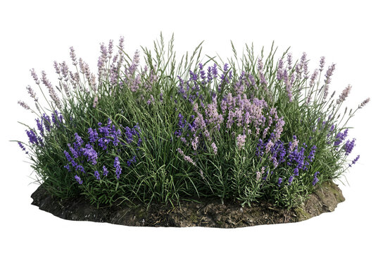 Cespuglio rigoglioso di lavanda in fiore con fiori viola e lilla isolato su sfondo bianco, perfetto per progetti di giardinaggio, design paesaggistico e decorazione naturale.