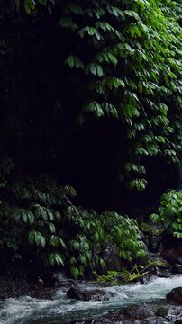 Vertical video. Dark Tropical Rainforest Stream Flowing Beneath Dense Vegetation Near Fiji Waterfall Lemukih, Wilderness and Freshwater Ecosystem