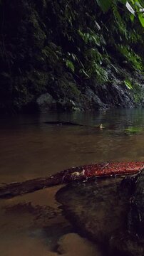 Vertical video. Slow Motion Low Angle View of Frogs Leaping From Rainforest Stream Edge Into Water Near Fiji Waterfall Lemukih, Wildlife Behavior and Nature Exploration