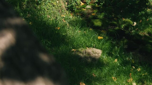 Moss-covered spring water with a thick tree trunk illuminated by strong sunlight