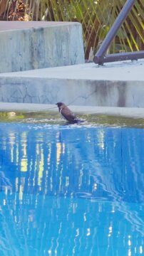 Vertical video. Small Bird Resting Beside Resort Swimming Pool With Bright Blue Reflections And Tropical Surroundings, Wildlife And Tranquility