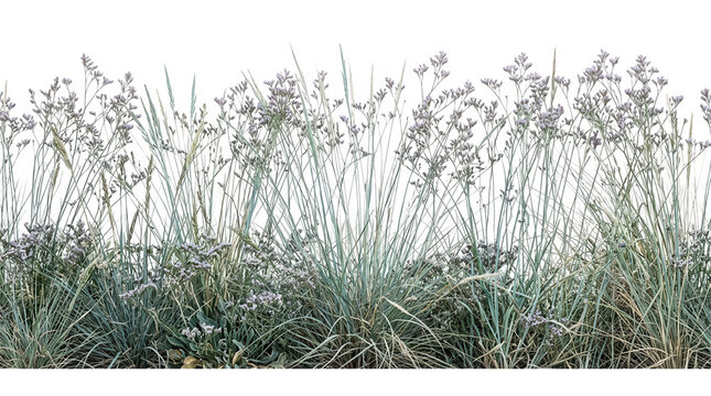 Striscia di erba verde selvatica e vegetazione isolata su sfondo bianco, ideale per elementi di design grafico e composizioni naturali.