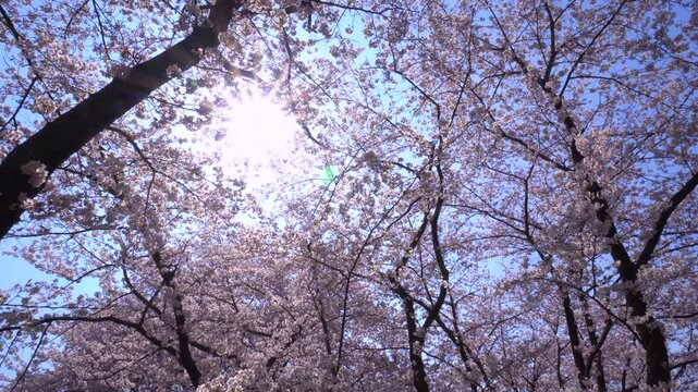 太陽と桜