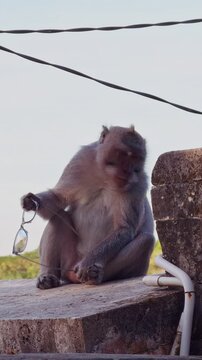 Vertical video. Close Up Of Balinese Macaque Chewing Stolen Sunglasses On Ancient Temple Wall at Pura Luhur Uluwatu
