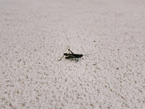 A macro shot of a small dark grasshopper (Chorthippus) sitting on a rough white plastered building wall surface.