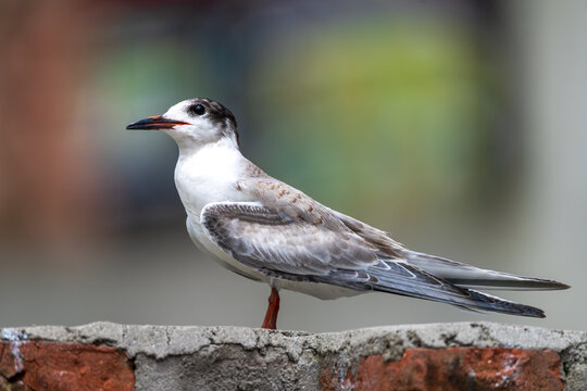 Close-up view of a Common Tern (Sterna hirundo) in the Kathmandu Valley, Nepal. This migratory waterbird was photographed in an urban wetland