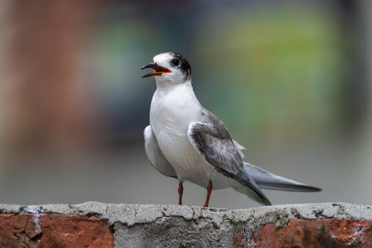 Close-up view of a Common Tern (Sterna hirundo) in the Kathmandu Valley, Nepal. This migratory waterbird was photographed in an urban wetland