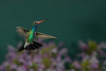 Naklejka premium Broad-billed hummingbird in flight