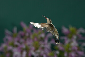 Naklejka premium Broad-billed hummingbird in flight