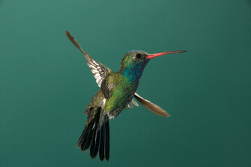 Naklejka premium Broad-billed hummingbird in flight