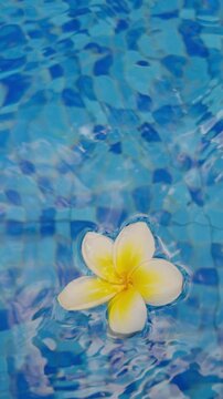 Vertical video. Tropical Frangipani Flower Falling Into Crystal Clear Blue Water Creating Gentle Ripples in Slow Motion