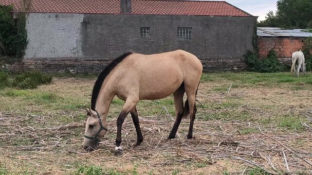 Buckskin horse peacefully grazing in a rural pasture beside old farm buildings, calm equine feeding naturally in a countryside meadow during an overcast summer day.