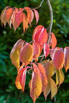 Vibrant autumn foliage highlights the changing seasons in the landscape with bright colors and varied leaf shapes in the United Kingdom