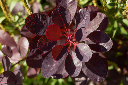 Foliage of the European Smoke tree, Cotinus coggygria