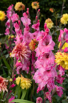 Colourful summer flowers in full bloom, Gladiolus communes - common corn flag