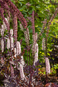 Cimicifuga plant in full summer bloom