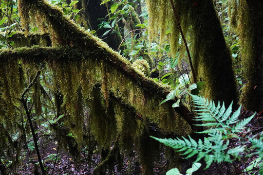 Landscape in the ancient, subtropical laurisilva forests within Garajonay National Park, UNESCO, La Gomera, Canary Islands, Spain