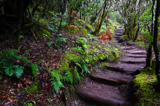 Landscape in the ancient, subtropical laurisilva forests within Garajonay National Park, UNESCO, La Gomera, Canary Islands, Spain