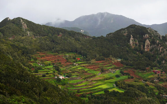 Agriculture in the mountains of the Parque Rural de Anaga, north Tenerife