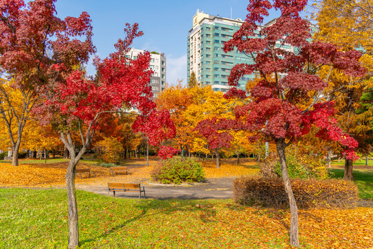 View of autumn colours in Hyowon Park on a sunny day, Suwon-si, Gyeonggi-do, South Korea