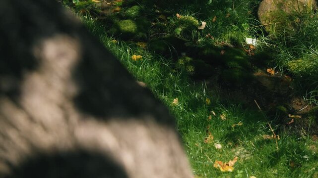 A beautifully blurred tree trunk in the foreground, with a moss-covered stone and a natural spring in the background.
