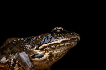 Naklejka premium Common Frog (Rana temporaria) Close-Up Portrait