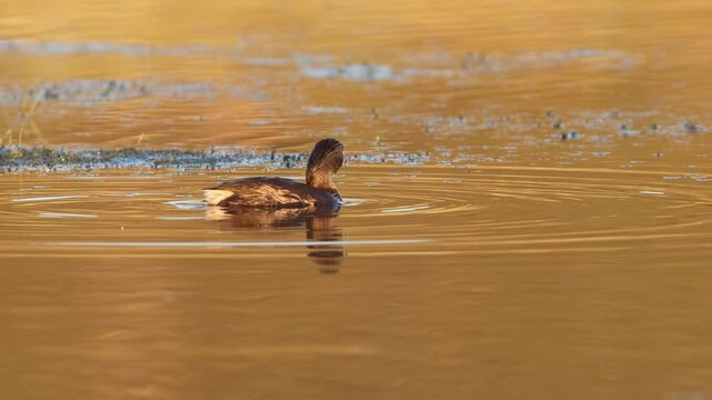 Pied-billed grebe (Podilymbus podiceps) swimming, diving, and scanning in warm golden morning light, Shugru Reservoir, Lassen County, California &mdash; slow motion.
