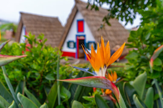 View of Crane Flower and thatched roof dwelling at Casas Tipicas de Santana, Santana, Madeira, Portugal