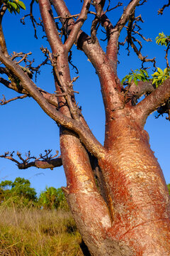 Baobab tree at Freshwater Cove, Kimberley, Australia