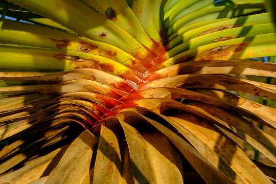 Close-up of pandanus tree, Kimberley, Australia