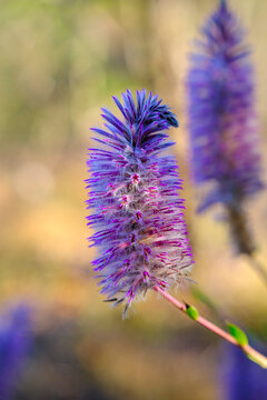 Native Bottlebrush shrub called Mala Mala blooms in vibrant colors in Western Australia