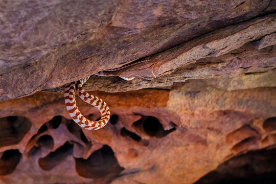 Venomous brown tree snake on rock face with unique textures and colors, Australia
