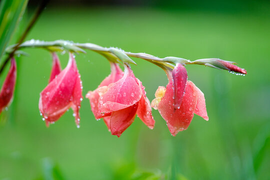 Gladiolus flower with raindrops on Kauai Island in Hawaii during a rainy day