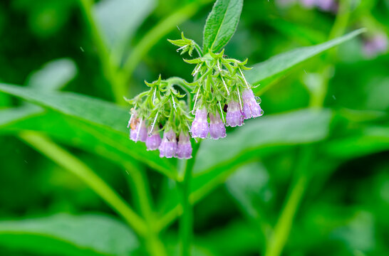 Comfrey plant with purple flowers growing in a lush green setting in Kauai Island, Hawaii