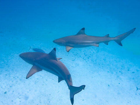 Two blacktip reef sharks swim in clear waters of South Ari Atoll, their movements fluid and graceful as they navigate the ocean