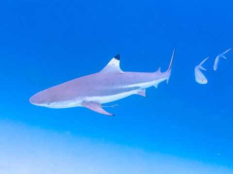 Blacktip reef shark swims in South Ari Atoll tropical waters of Maldives