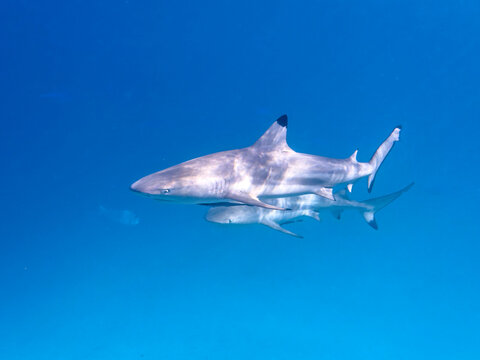 Blacktip reef sharks swim together in clear waters near coral reefs in a marine ecosystem
