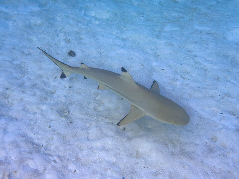 Adult blacktip reef shark swims in clear waters of South Ari Atoll, a popular location for marine life in Maldives