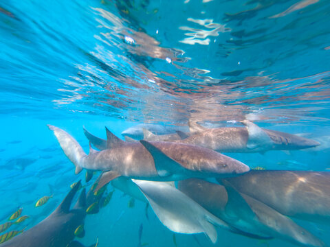 Tawny nurse sharks gather for feeding in clear water in South Ari Atoll in the Maldives